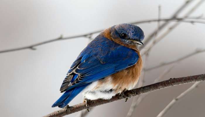 A beautiful photograph of the birds at Bharathi Park Puducherry.