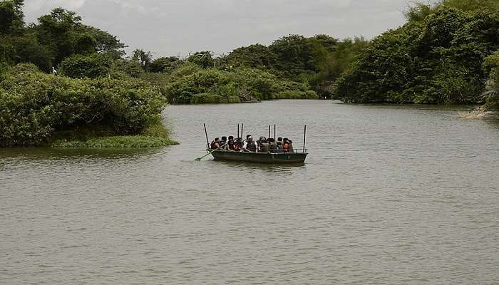 The Painted Stork at Ranganathittu Bird Sanctuary