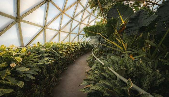 Footpath Inside the Brisbane Botanic Gardens, Mt Coot-tha, Australia in Horsham.