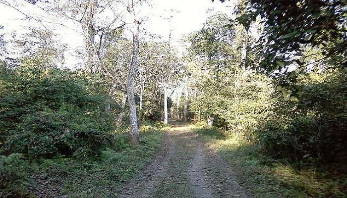 See wildlife at the Bura Chapori Wildlife Sanctuary, one of the most attractive tourist places near Tezpur