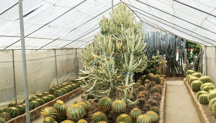 The variety of plants at Cactus Nursery Kalimpong