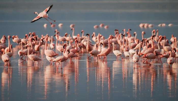 Camargue, Le paradis des amoureux des oiseaux