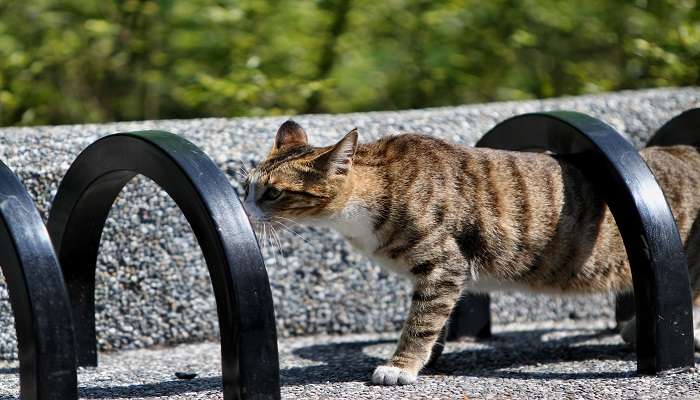 A beautiful cat village. 