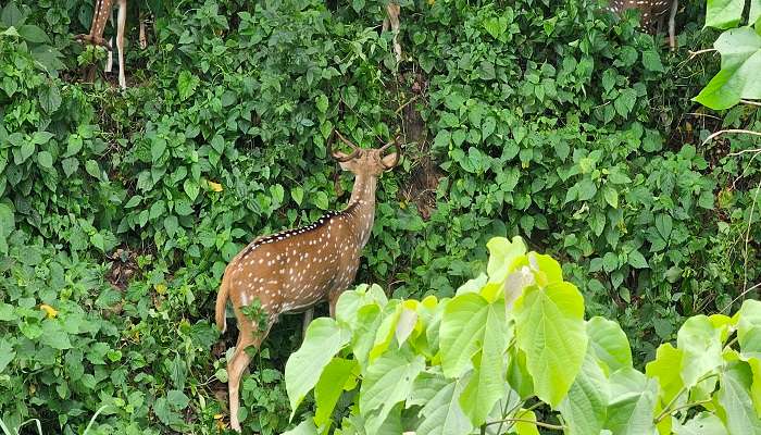 Lush greenery of Chitwan National Park in Nepal