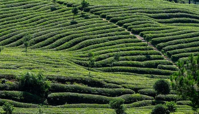 Lush green Cinnamora Tea Estate, one of the places to visit.