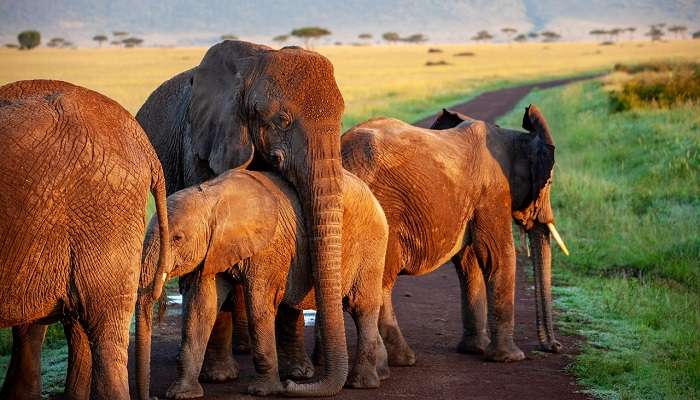 The Elephant Valley Project is not limited to saving the lives of elephants; the local communities as well benefit from it.