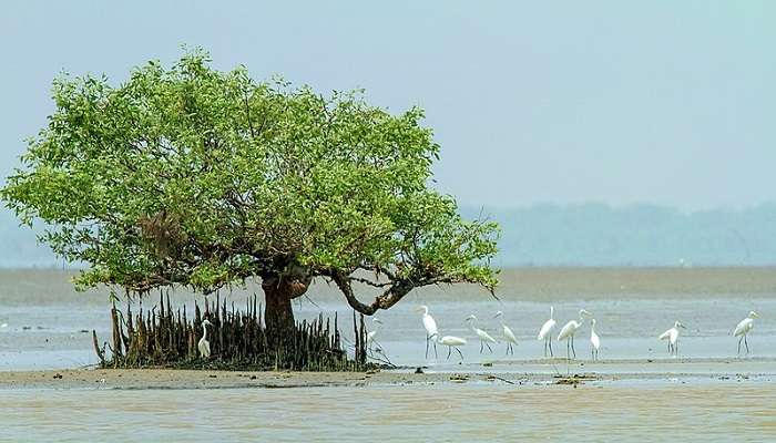 A view of Coringa Wildlife Sanctuary