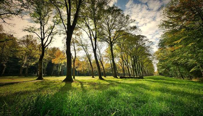 Beautiful picnic lawn