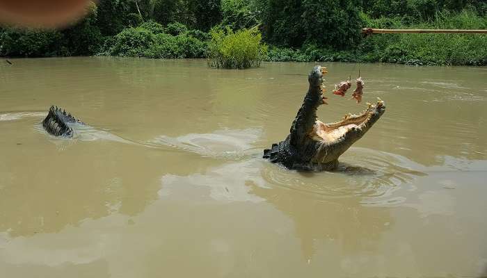 The underwater image of crocodiles in the salty waters of Darwin