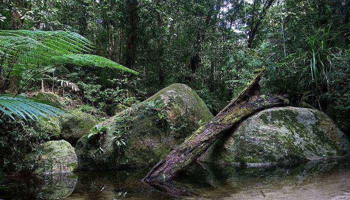 Daintree National Park