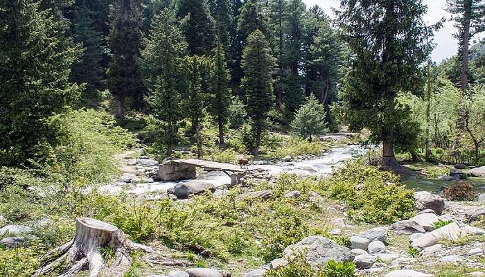 The streams of Daksum are extremely beautiful near anantnag