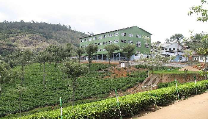 Dambatenne Tea Factory, which falls on the way to Lipton’s Seat. 