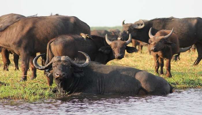 LSee Asiatic water buffalo at the Daying Ering Wildlife Sanctuary near Pasighat