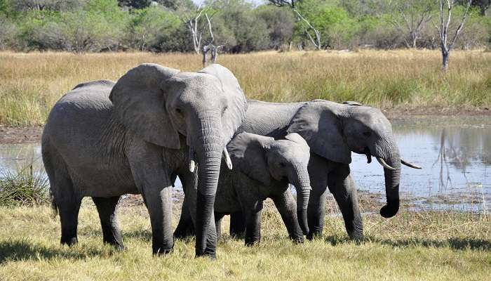 Spot wildlife at the Daying Ering Wildlife Sanctuary, one of the best places to Visit in Pasighat