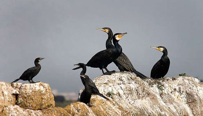 Enjoy the beauty of Deepor Beel Wildlife Sanctuary