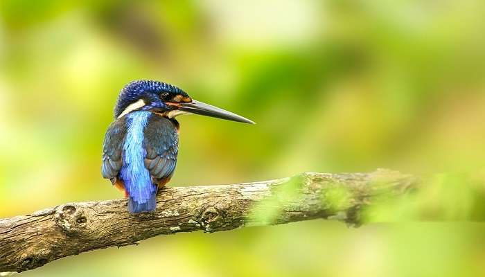 Go birdwatching in Dehing Patkai National Park 