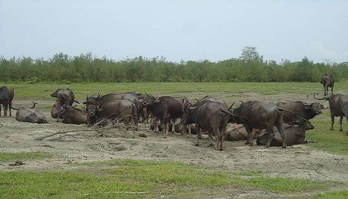 Asiatic water buffalo at Dibru Saikhowa National Park, one of the places to visit near Dibrugarh.