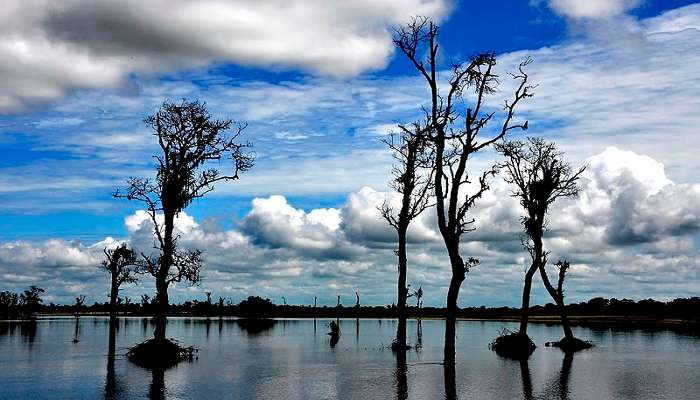 Dibru-Saikhowa National Park showcases its lush green landscape and serene water bodies.