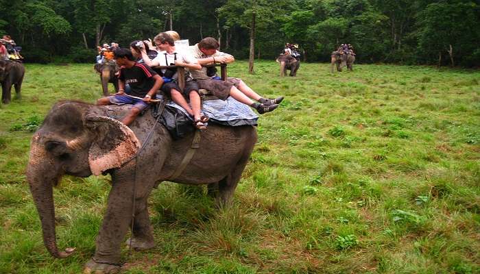  Elephant rides at Chitwan National Park