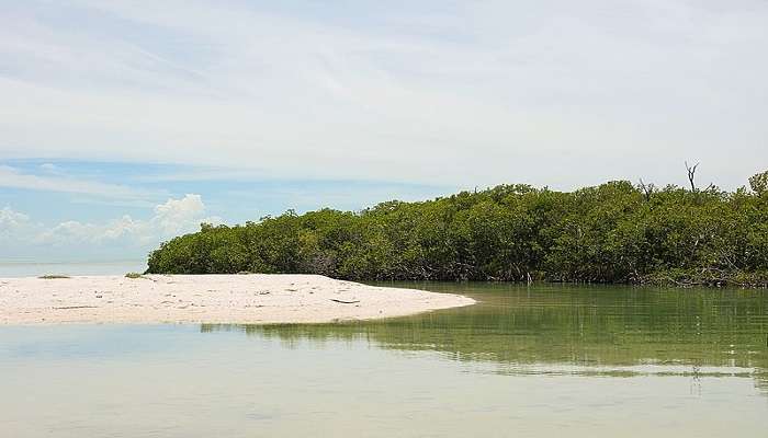 Experience the greenery of the Mangrove forests