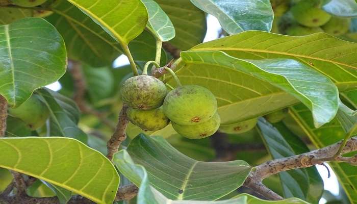 Ficus Callosa wild in the forest of Trichur Forest.