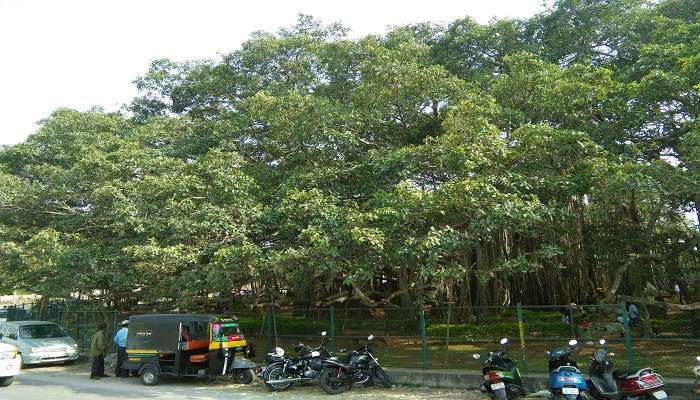 The Big Banyan Tree in Bangalore near Manchanabele Dam