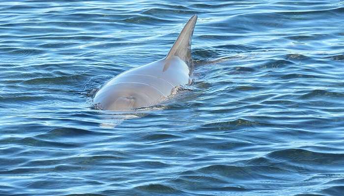 Dolphins swimming in its natural habitat.