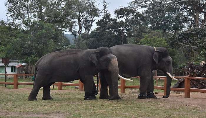  Enjoy the elephants riding at Dubare Elephant Camp near Tadiandamol