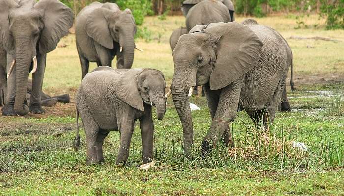 Professional teams look after these elephants, providing them with all the required care.