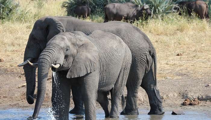 Visit the elephants