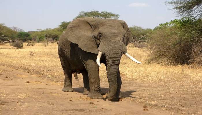 Elephant ride at Parsa Wildlife Reserve.