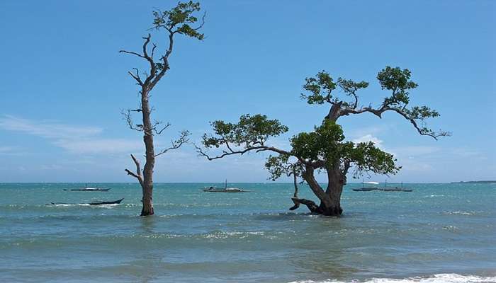 Tree standing in the waters.