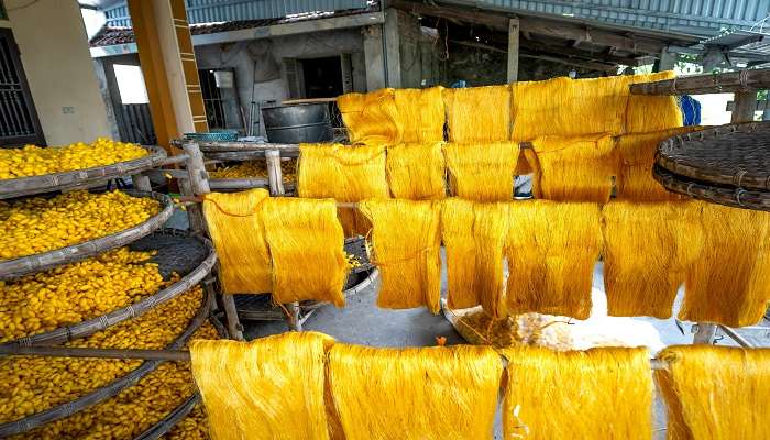 Silk production at Sericulture Research Institute Kalimpong