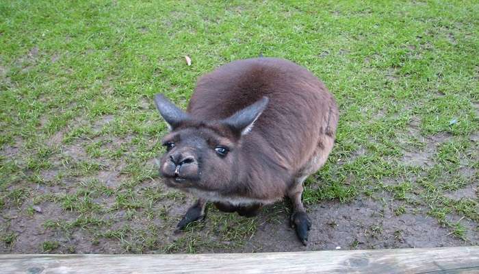 View of an Kangaroo in the Wildlife Park