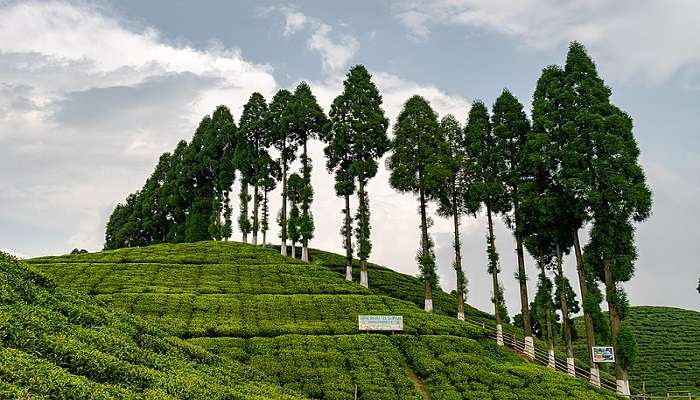 GopalDhara Tea Estate