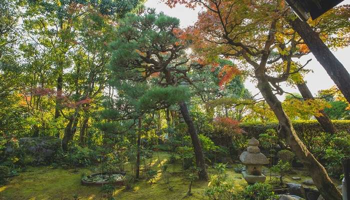 Tall trees in a lush garden of Katoomba Botanic Garden