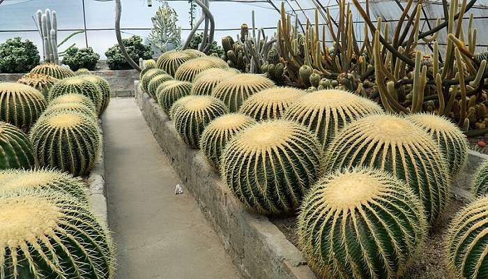 Golden Barrel cactus at Cactus Nursery Kalimpong