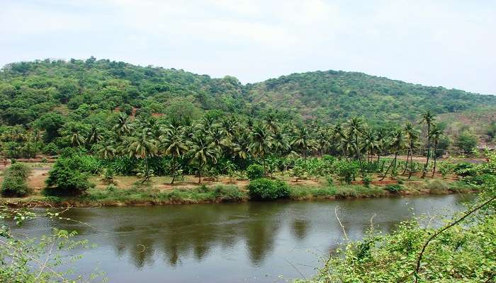 The lush green forests of Illithode are extremely beautiful. 