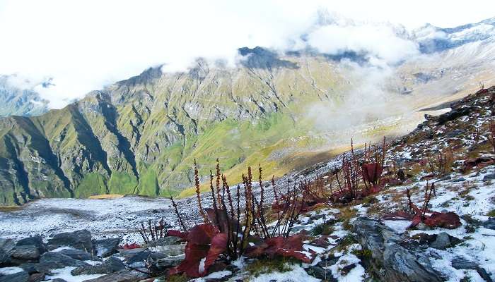  A View of Nanda Devi National Park