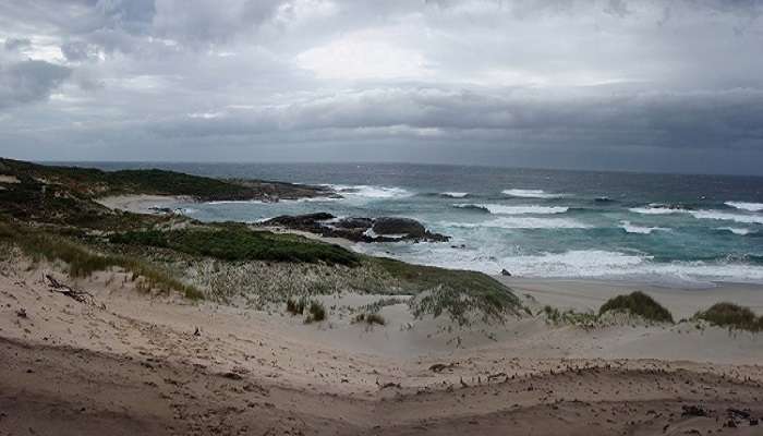 there are numerous kinds of fish including salmon, herring as well as whiting that choose to live in the estuaries 