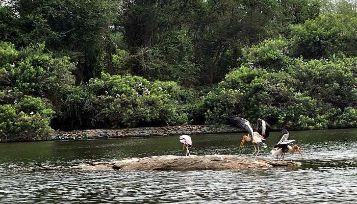 A group of pelicans feeding on fishes at Ranganathittu Bird Sanctuary