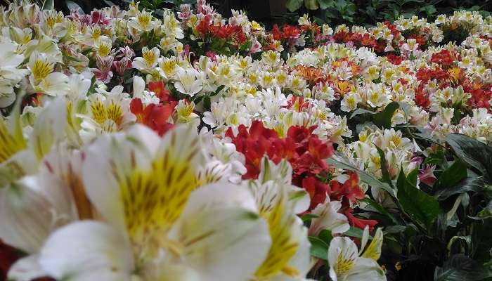 Flower exhibition centre in Gangtok near Enchey Monastery Sikkim.