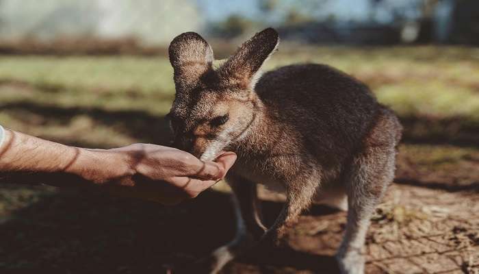  A person feeding a kangaroo