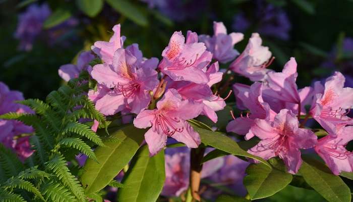 Spot Rhododendrons in the park