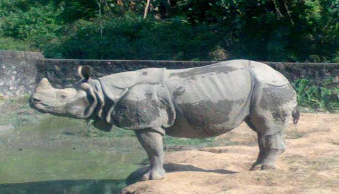 Spot one-horned rhinos at the Guwahati Zoo