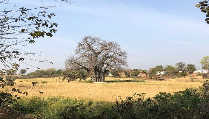 An old tree at Orchha Sanctuary 