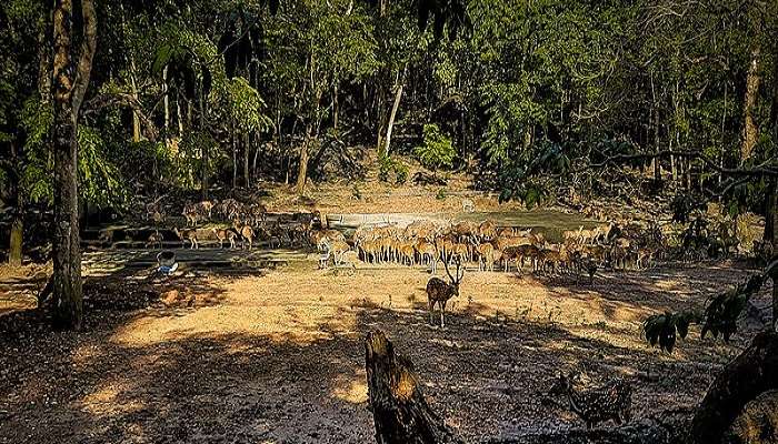 The view of Neyyar Wildlife Sanctuary