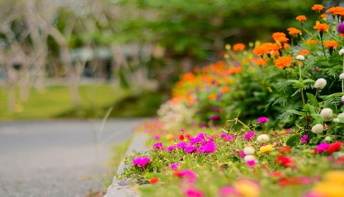 Get captivated by the greenery at Lady Hydari Park