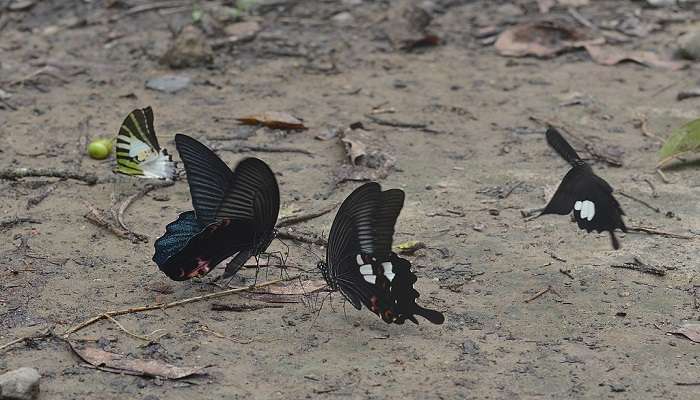 See butterflies at the Hollongapar Gibbon Sanctuary