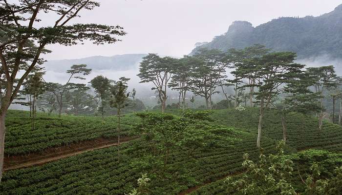 Best ways to reach Dambatenne Tea Factory Sri Lanka